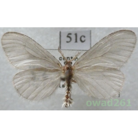 Sterrhopterix fusca (Haworth, 1809) Czech51c